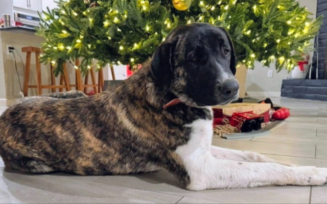 dog